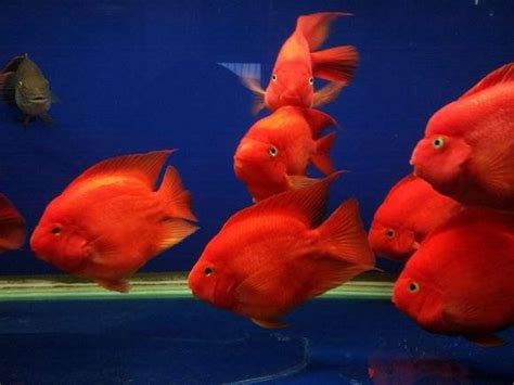 紅色觀賞魚
